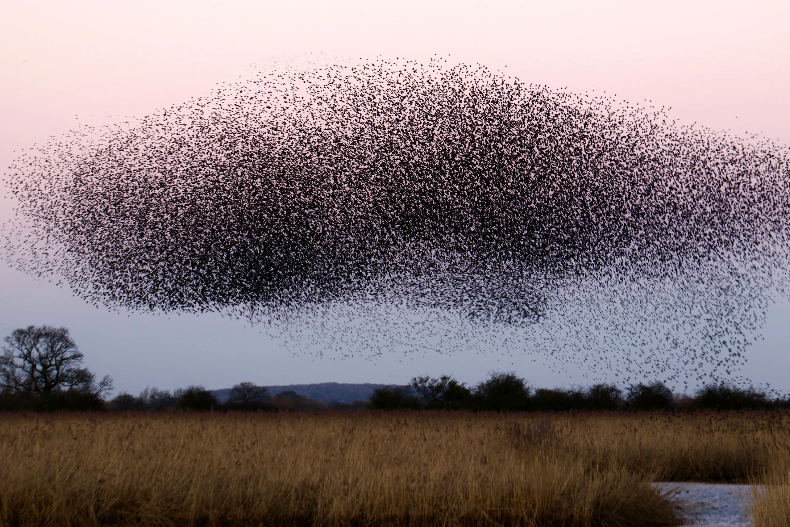 A murmuration of starlings over reed beds at dusk